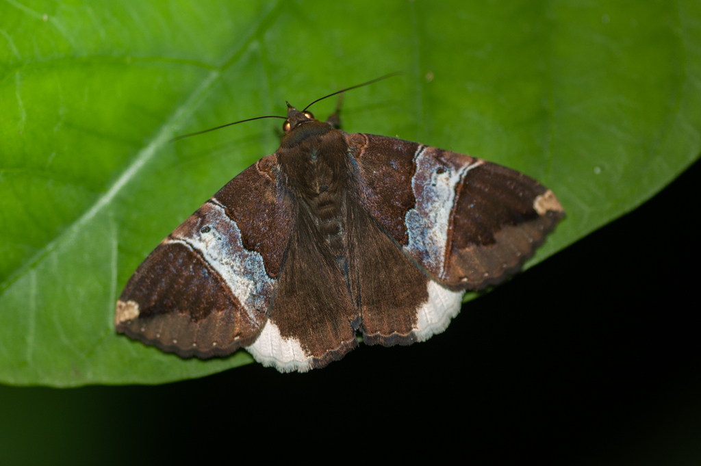 Achaea obvia