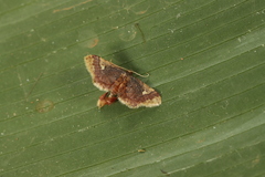 Image of Idaea subcrinita