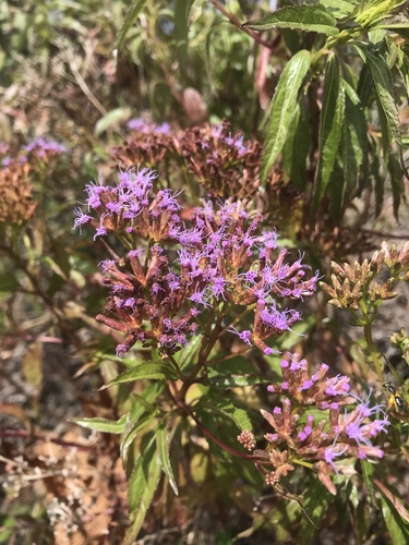 Chromolaena perglabra (Chromolaena perglabra)