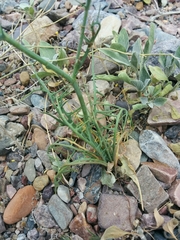 Calycoseris wrightii