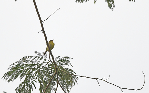 Olive-faced Flatbill (Tolmomyias viridiceps), photo 8