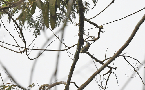 Fine-barred Piculet (Picumnus subtilis), photo 6