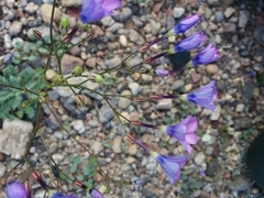 Gilia cana