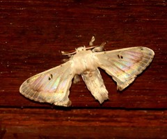 Penicillifera apicalis