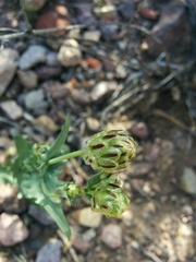 Malacothrix coulteri