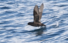 Procellaria