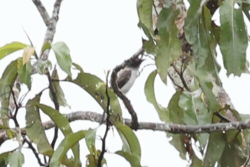 White-rumped Sirystes (Sirystes albocinereus), photo 2
