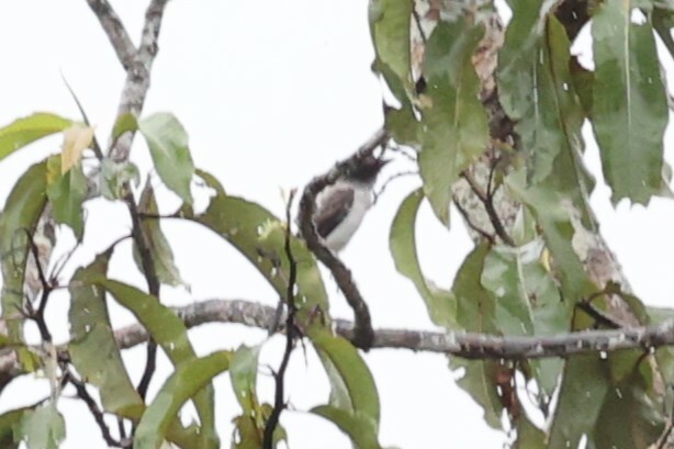 White-rumped Sirystes (Sirystes albocinereus), photo 2