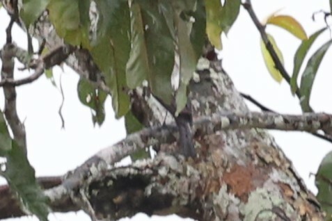 White-rumped Sirystes (Sirystes albocinereus), photo 3