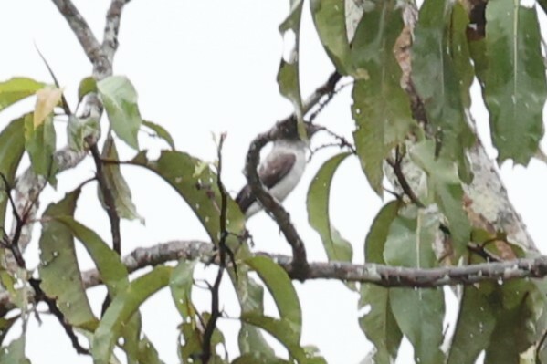 White-rumped Sirystes (Sirystes albocinereus), photo 1