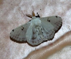 Penicillifera apicalis