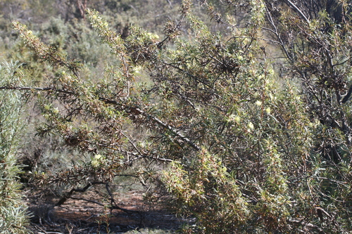 Image of Banksia squarrosa by (c) Benjamin Anderson, some rights reserved (CC BY)