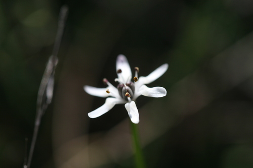 Wurmbea sinora (Wurmbea sinora)