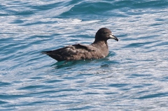 Procellaria westlandica