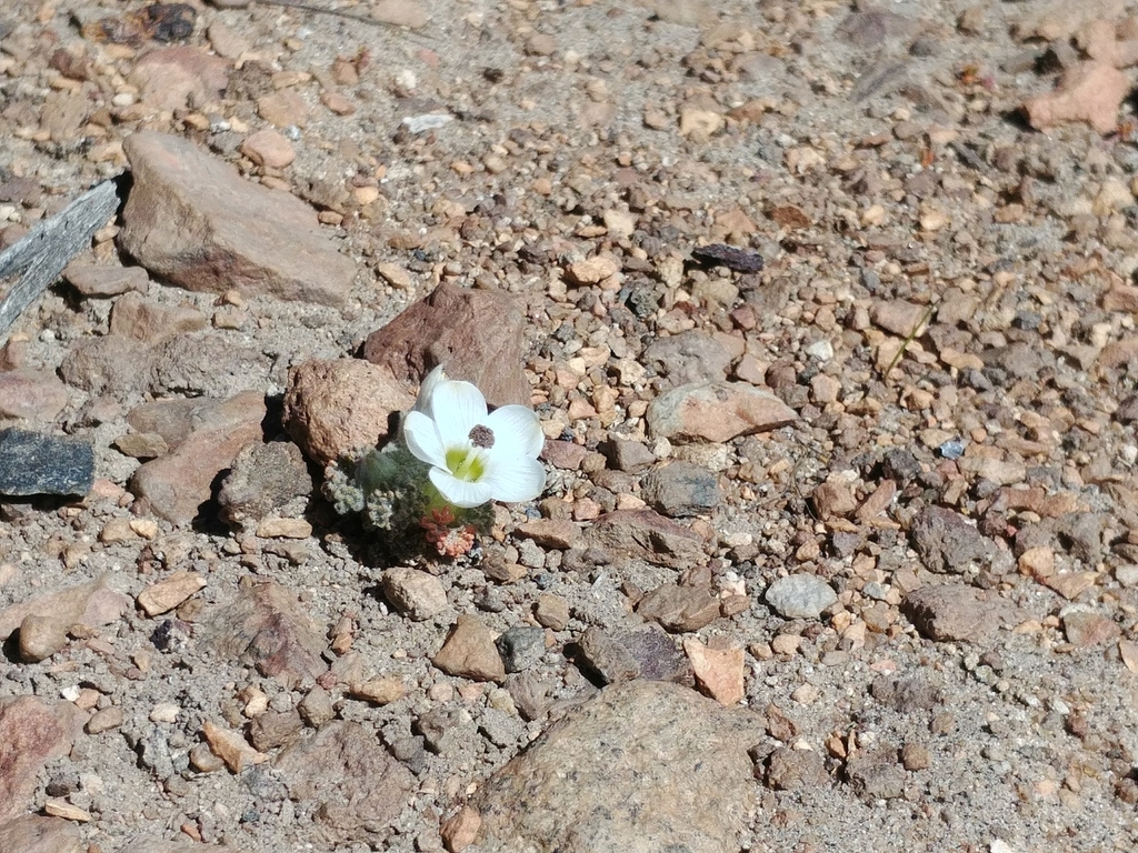 Nototriche leucosphaera