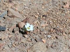 Nototriche leucosphaera