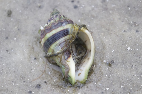 American Crown Conch