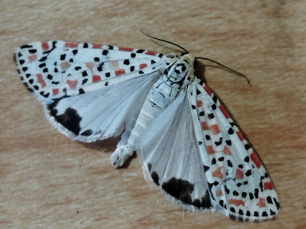 Crimson-speckled Flunkey