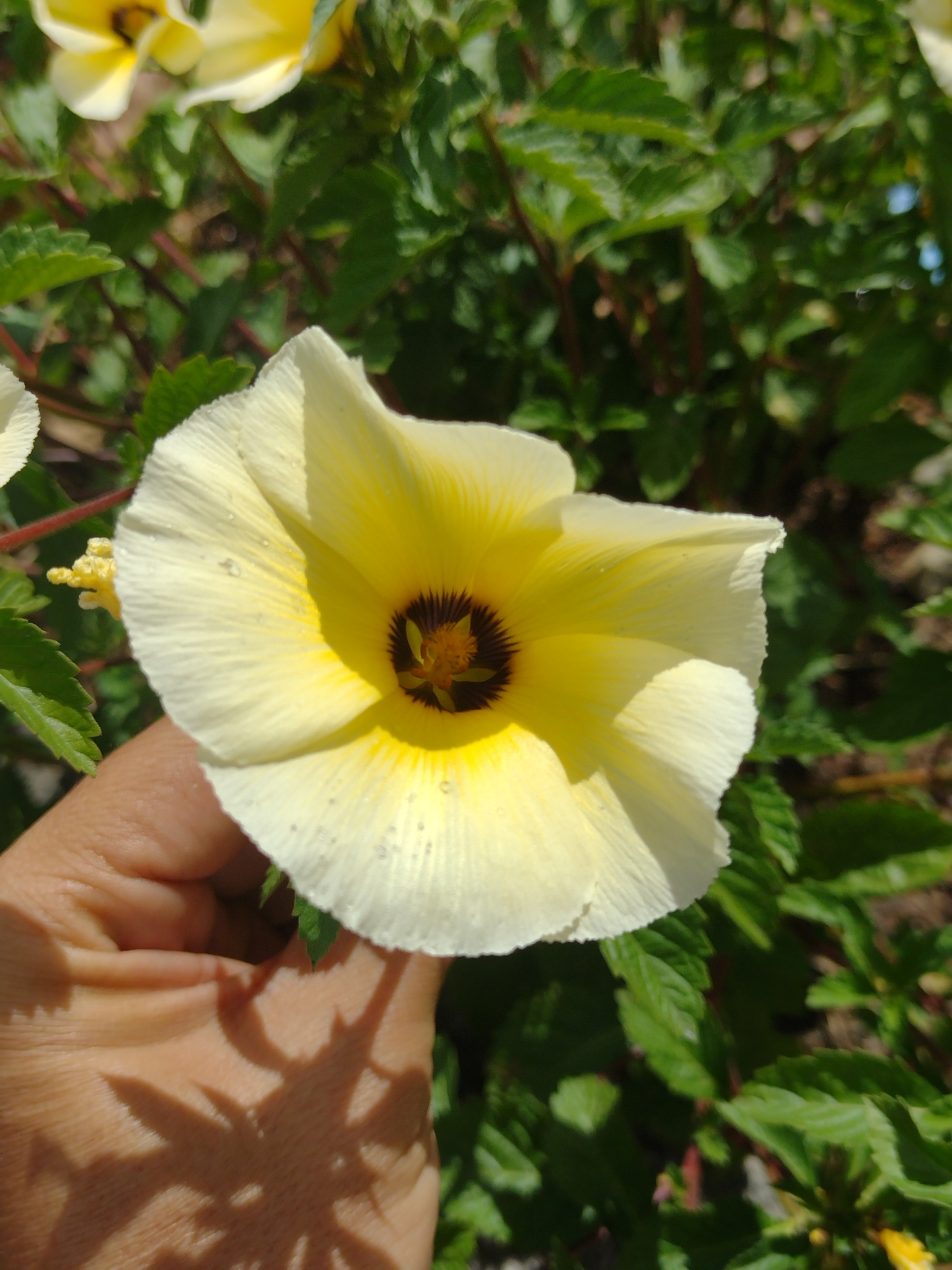 Turnera subulata