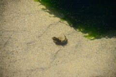 Oligocottus maculosus