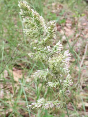 Poa arachnifera