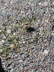 Pilobalia