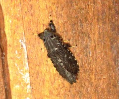 Bergaris malayica