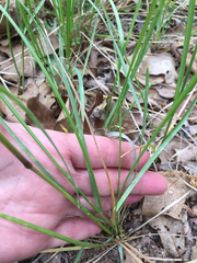 Poa arachnifera