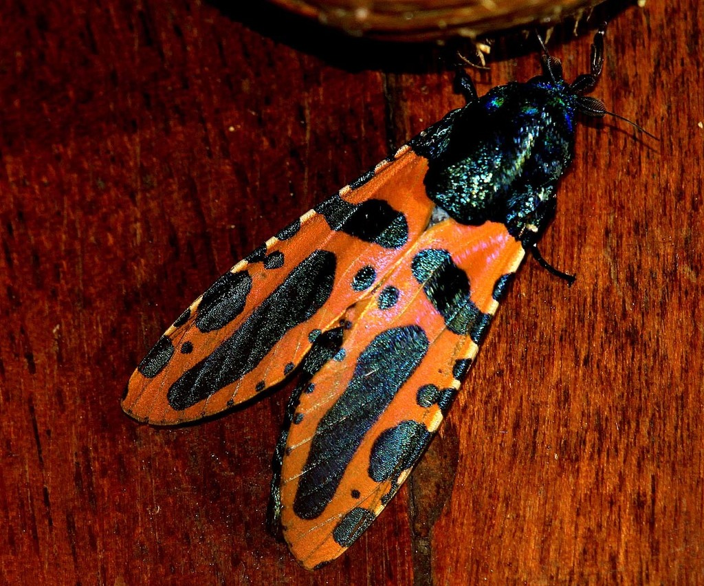 Chalcidica mineus
