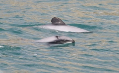 Cephalorhynchus hectori