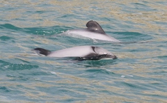 Cephalorhynchus hectori