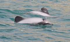 Cephalorhynchus hectori