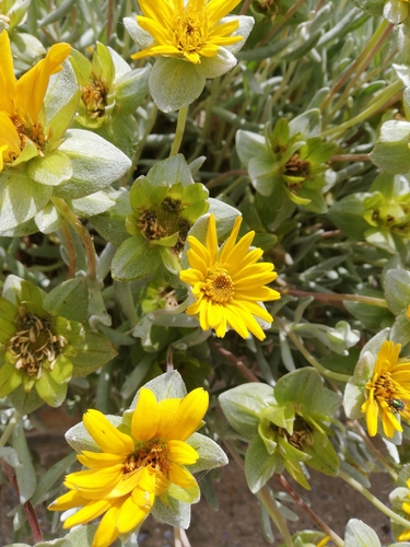 Image of Grey Dune Saladbush (Didelta carnosa) by (c) bullwooding, some rights reserved (CC BY)