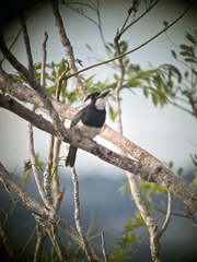 Notharchus pectoralis image
