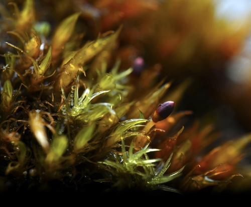 Andreaea subulata, 2023-10-31