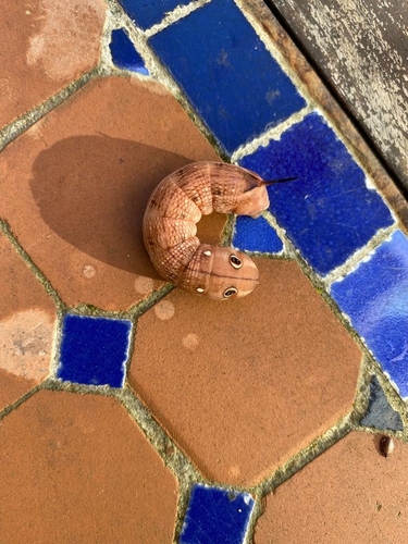 Hippotion celerio