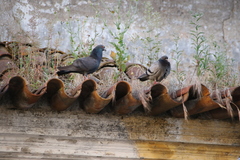 Columba livia domestica