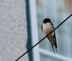 Hirundo rustica