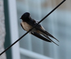 Hirundo rustica