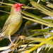 Star Finch - Photo (c) Jim  Bendon, some rights reserved (CC BY-SA)