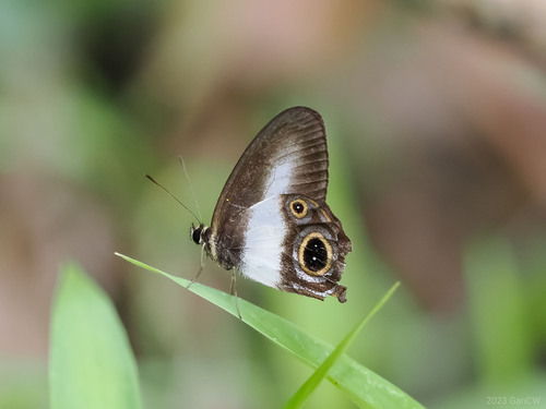 Hypocysta isis