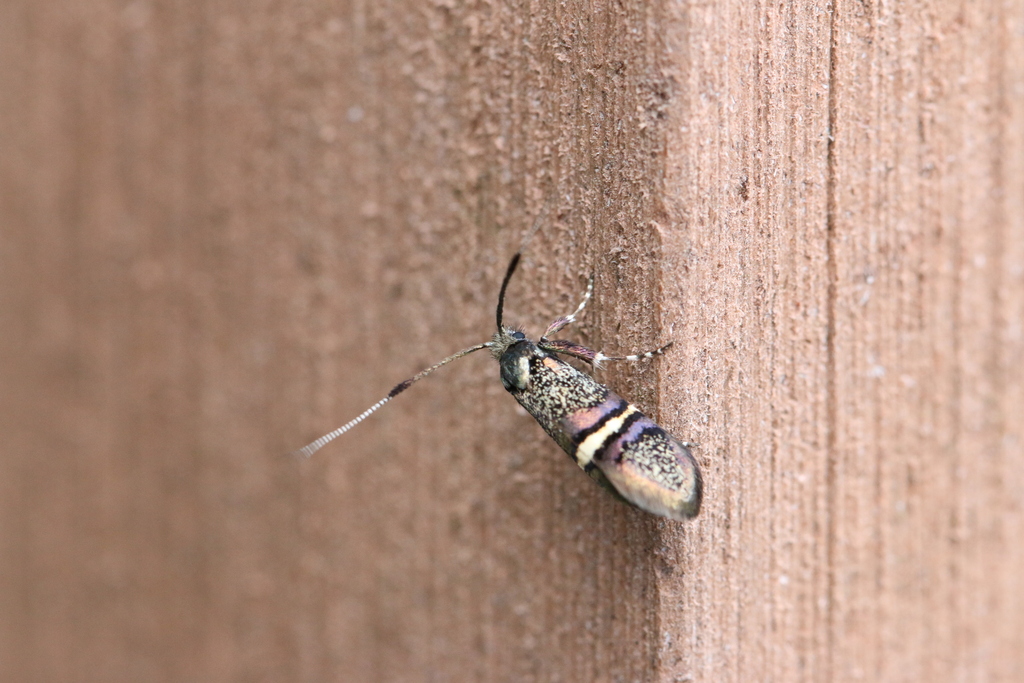 Nemophora umbripennis