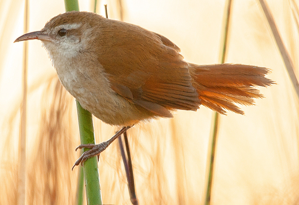 Curve-billed Reedhaunter photo
