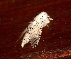 Polyphagozerra coffeae