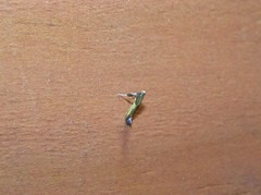 Caloptilia azaleella