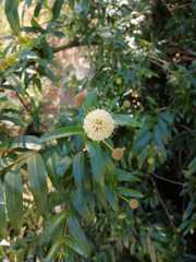 Cephalanthus salicifolius