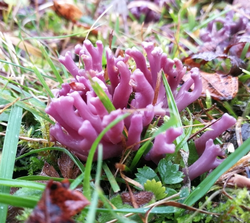 Kyjačik Zollingerov (Clavaria zollingeri)