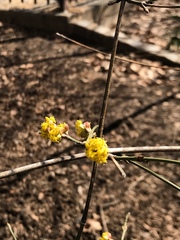 Cornus officinalis