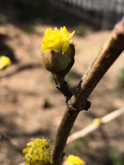 Cornus officinalis