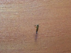 Caloptilia azaleella